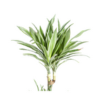 Dracaena Deremensis White Stripe (drakenboom) – Ø27 cm, 170–190 cm hoog