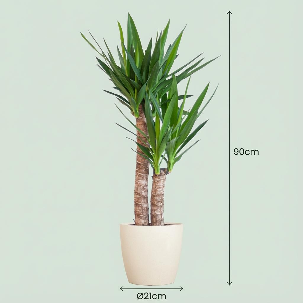 Yucca elephantipes dans pot décoratif blanc de Potter – Ø21 cm, 90 cm de haut