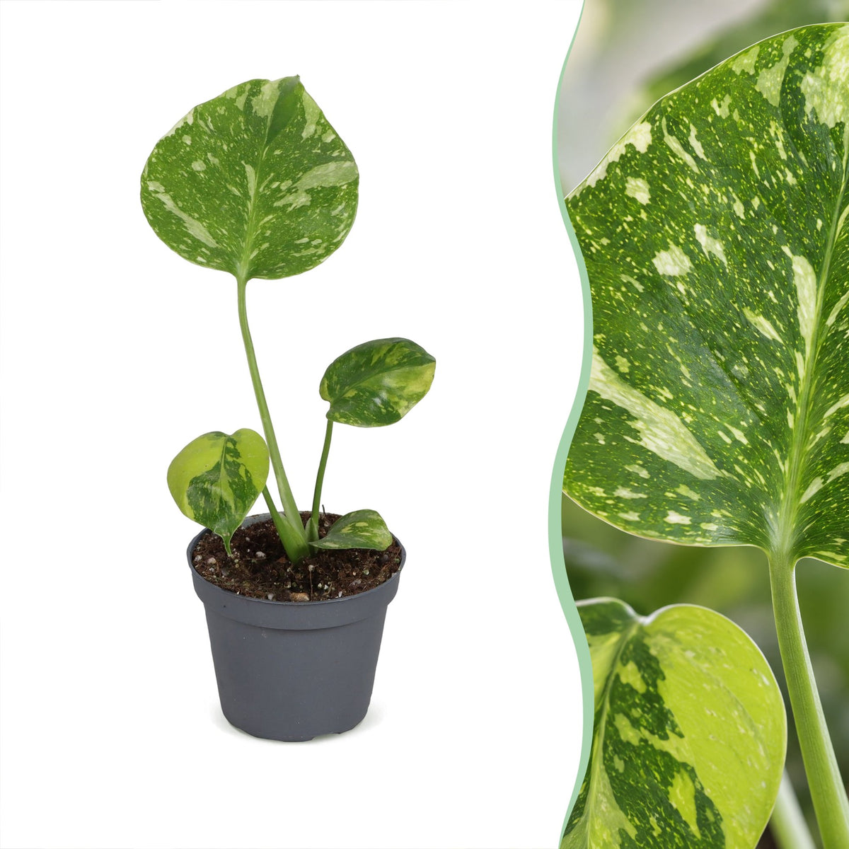 Monstera deliciosa Electro Light (plante percée) – Ø6 cm, 18 cm de haut