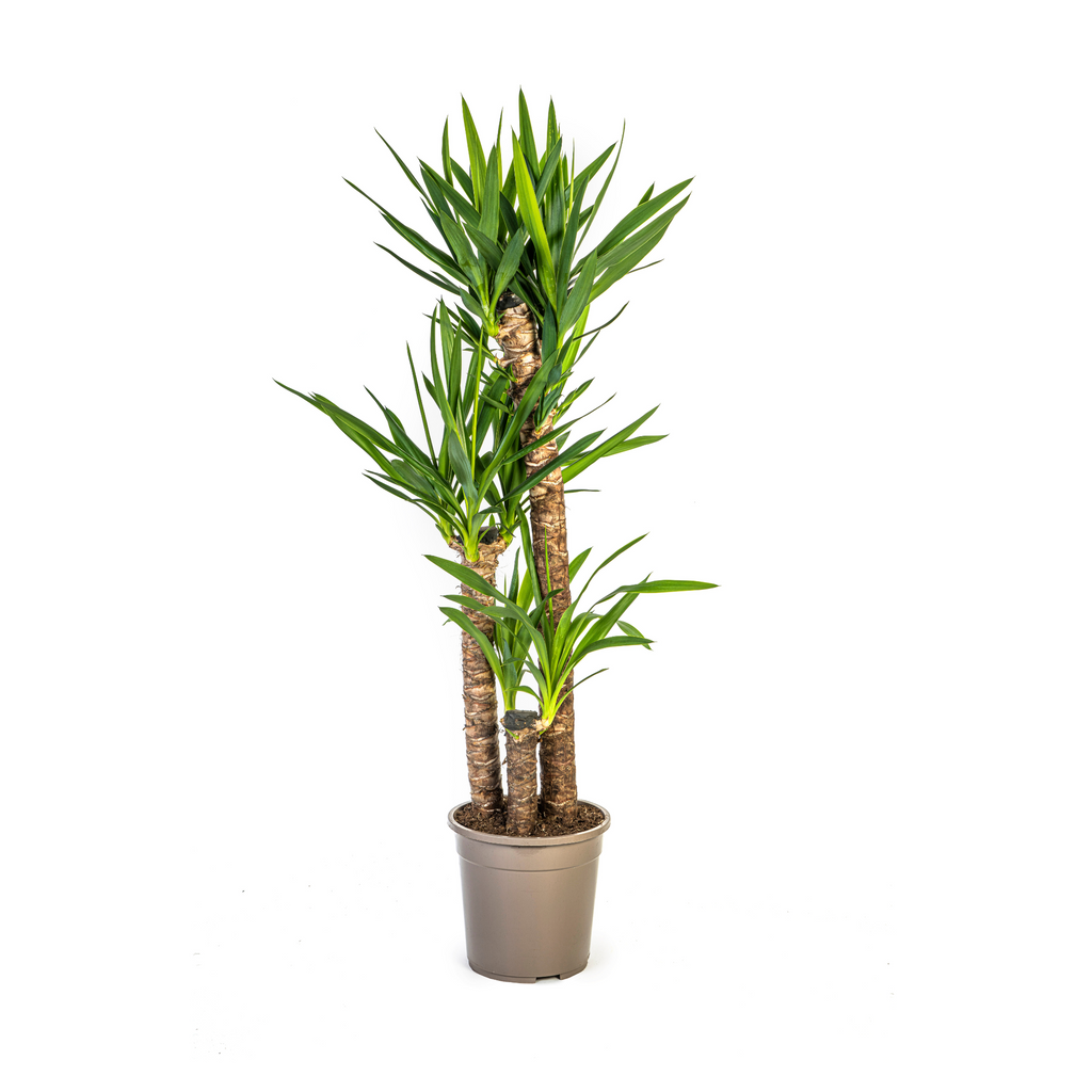 Yucca elephantipes – Ø 24 cm, 120–140 cm hoch