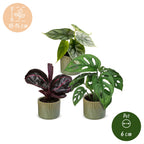 3× jeunes plantes Jungle Mix incl. Linnea Olive – Ø6 cm, 10–15 cm de haut