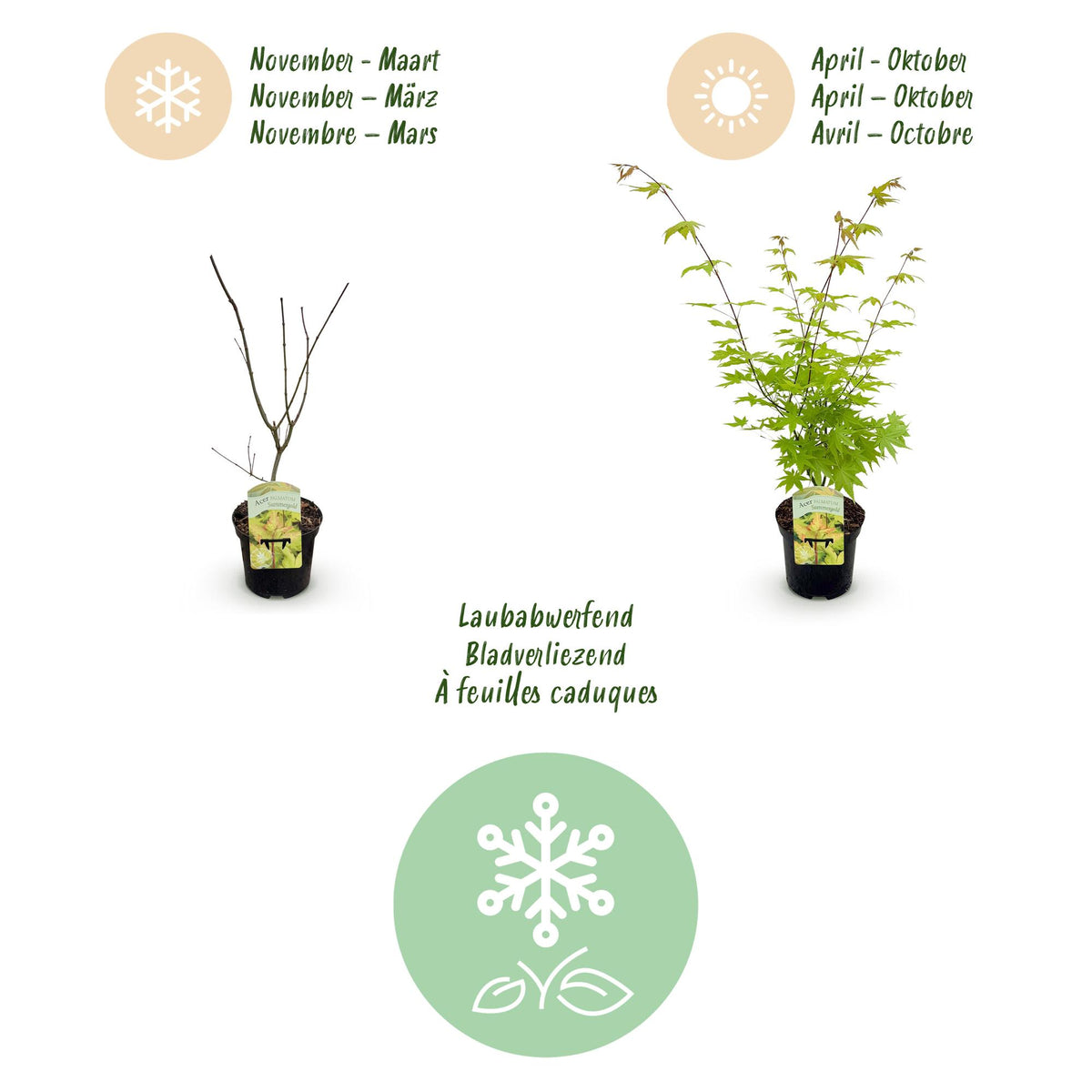 Acer palmatum 'Summergold' (Japanse esdoorn) – geel – 2 planten, Ø19 cm, 70 cm hoog – foto 4