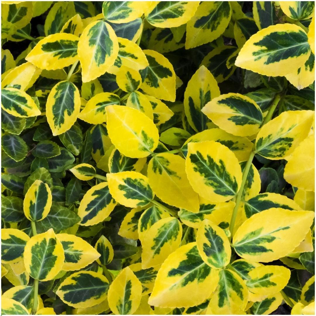 Euonymus fortunei 'Emerald Gold' (spindleflower) – 6 plants, 23 cm high – photo 3