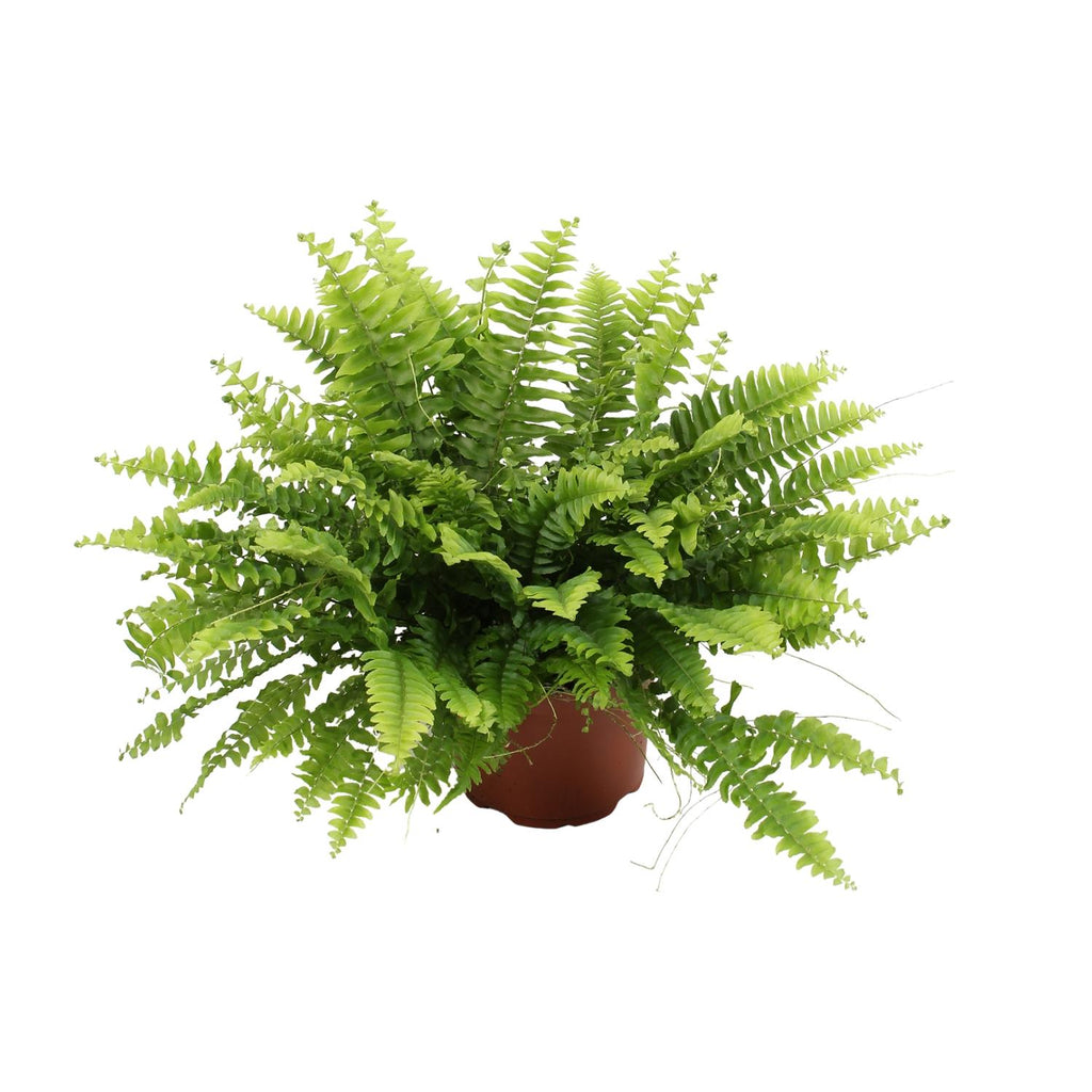 Nephrolepis Boston Green Moment (Schwertfarn) – Ø 12 cm, 20 cm hoch – Bild 5