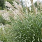 Miscanthus sinensis 'Gracillimus' (miscanthus) – Ø11 cm, 15–25 cm de haut