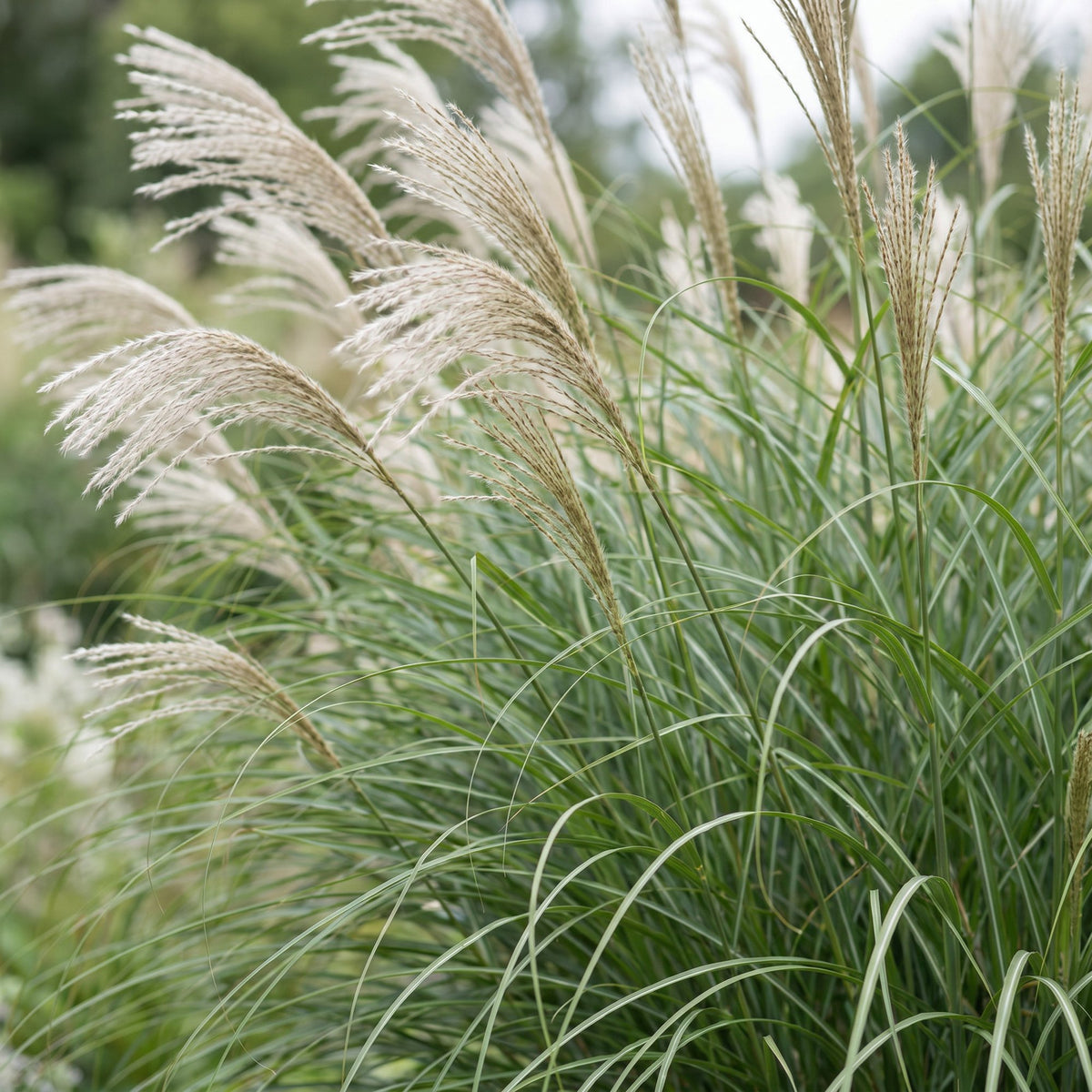 Miscanthus sinensis 'Gracillimus' (miscanthus) – Ø11 cm, 15–25 cm de haut – photo 5