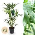 2× Howea forsteriana (palmier kentia) – Ø19 cm, 80–85 cm de haut