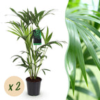 2× Howea forsteriana (palmier kentia) – Ø19 cm, 80–85 cm de haut