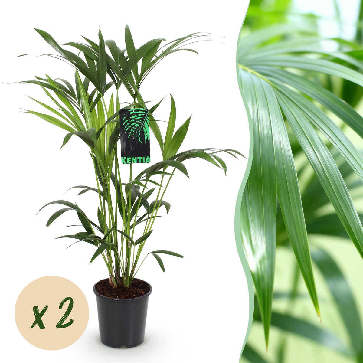 2× Howea forsteriana (kentiapalm) – Ø19 cm, 80–85 cm hoog