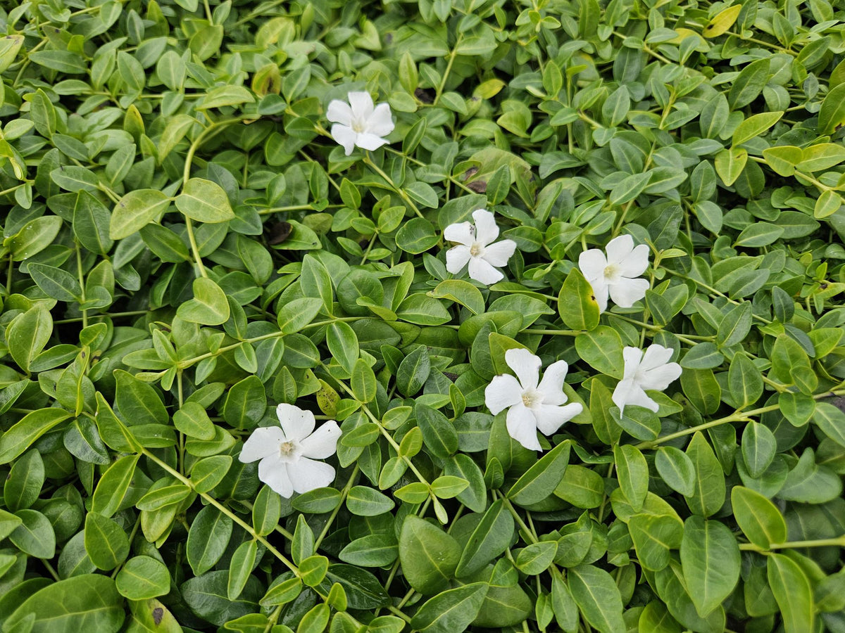Vinca minor 'Gertrude Jekyll' (periwinkle) – 48 plants, Ø9 cm, 10–25 cm high – photo 6