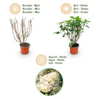 Hydrangea panniculata 'Limelight' (hortensia paniculé) – Ø12 cm, 20–30 cm de haut