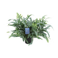 Phlebodium aureum Blue Star (blue fern) – Ø17 cm, 50 cm high