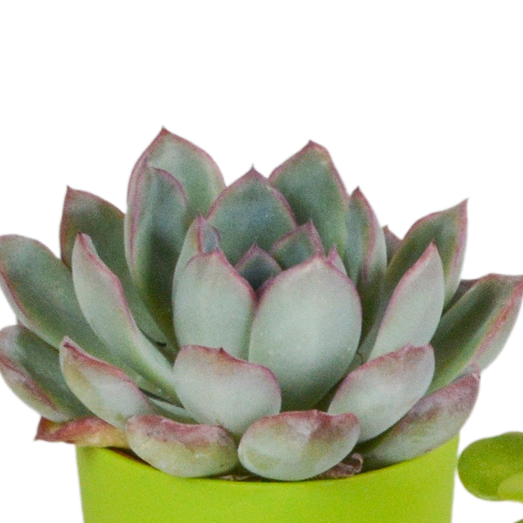 Sukkulenten – Ø 6 cm, 16 cm hoch