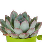 Sukkulenten – Ø 6 cm, 16 cm hoch