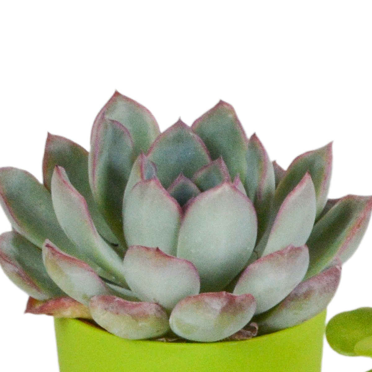 Sukkulenten – Ø 6 cm, 16 cm hoch