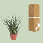 Sansevieria Fernwood Punk (vrouwentong) – Ø12 cm, 35 cm hoog