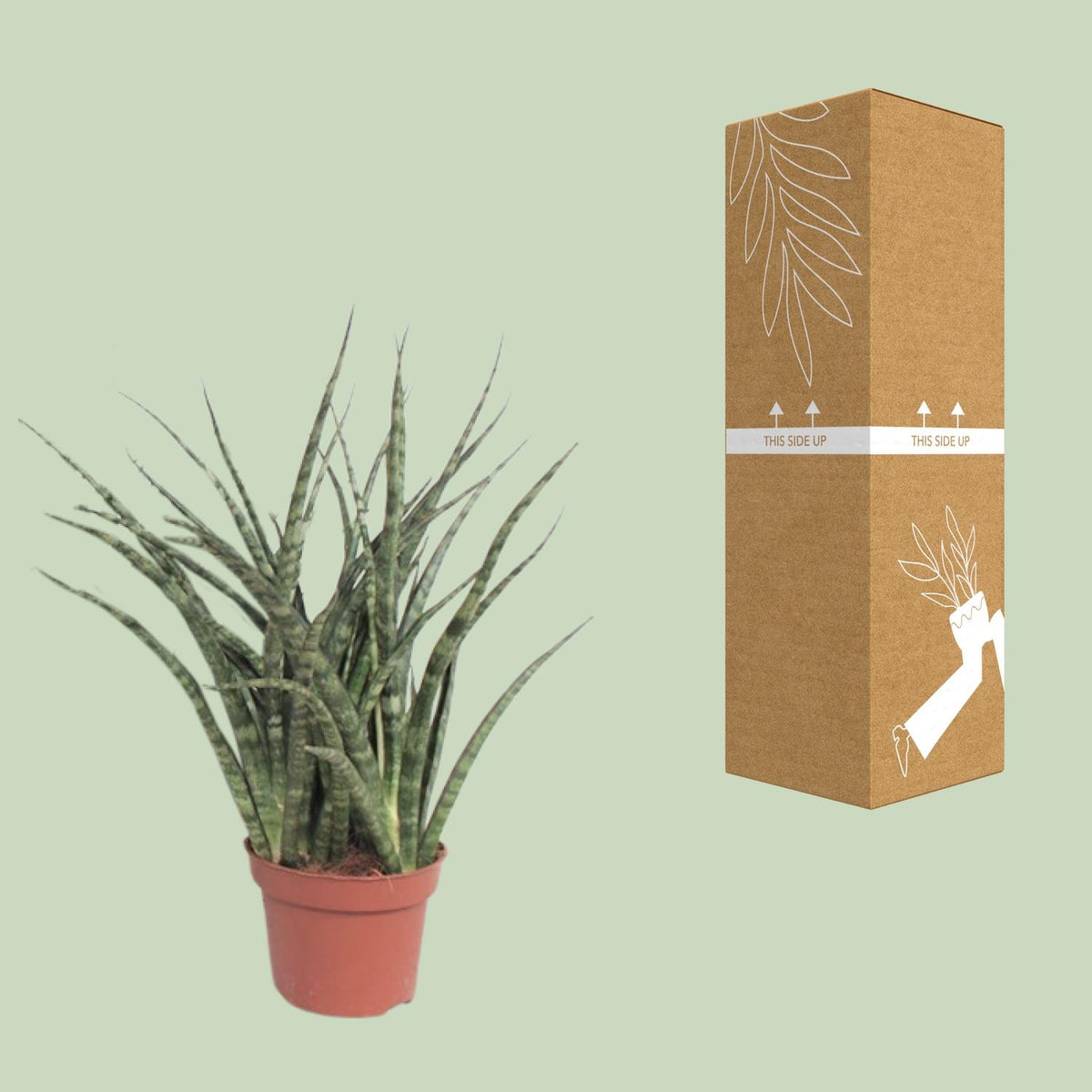 Sansevieria Fernwood Punk (vrouwentong) – Ø12 cm, 35 cm hoog