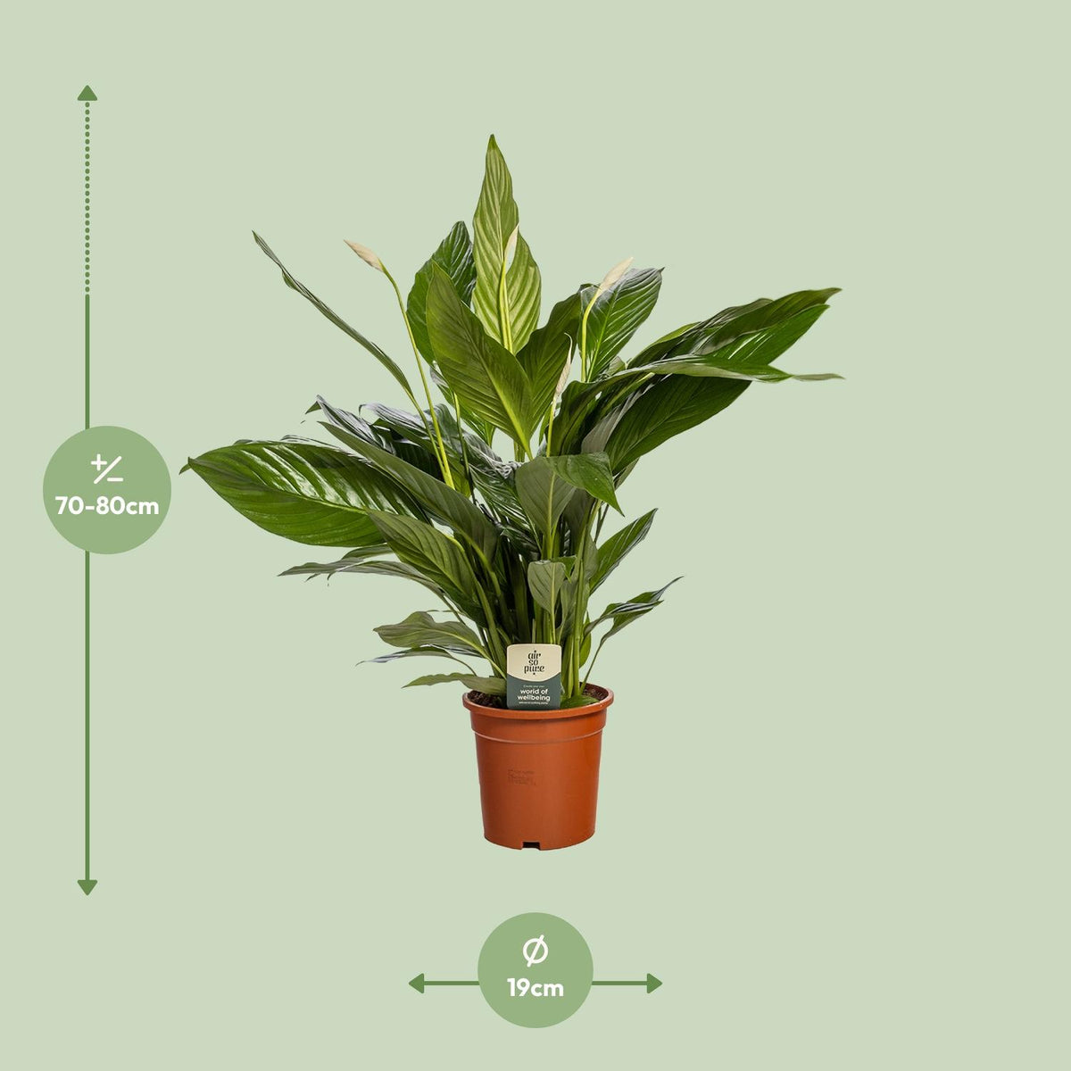 Spathiphyllum Bingo Cupido (fredslilje) – Ø19 cm, 80 cm høj – art. 5241