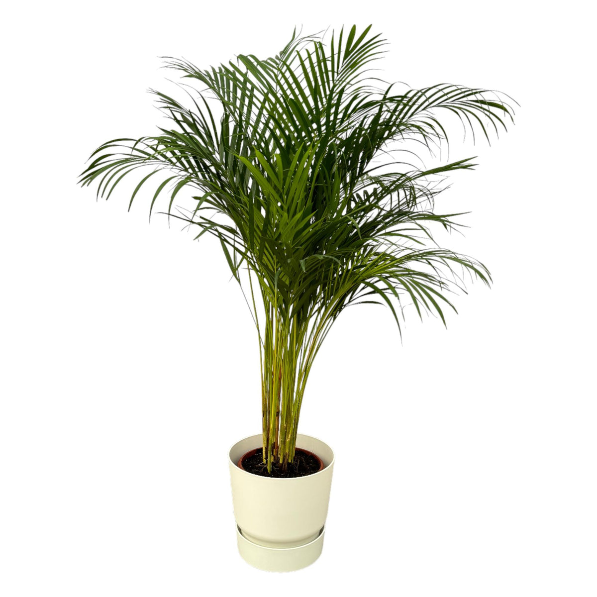 Palmier areca (Dypsis) dans pot décoratif rond Greenville blanc – Ø24 cm, 130 cm de haut