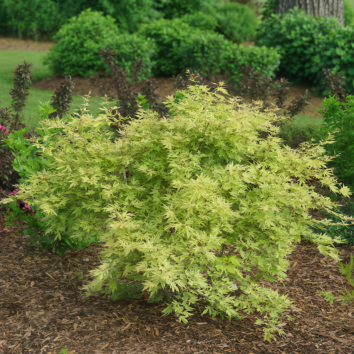 Acer palmatum 'Methamorphosa' (Japanse esdoorn) – oranje – Ø26 cm, 90 cm hoog
