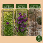 Clematis 'Viticella Polish Spirit' (Virgin's-bow-delft) – purple – 6 plants, Ø9 cm, 35 cm high