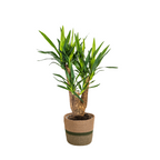 Yucca elephantipes forgrenet med kurv – Ø21 cm, 60–70 cm høj