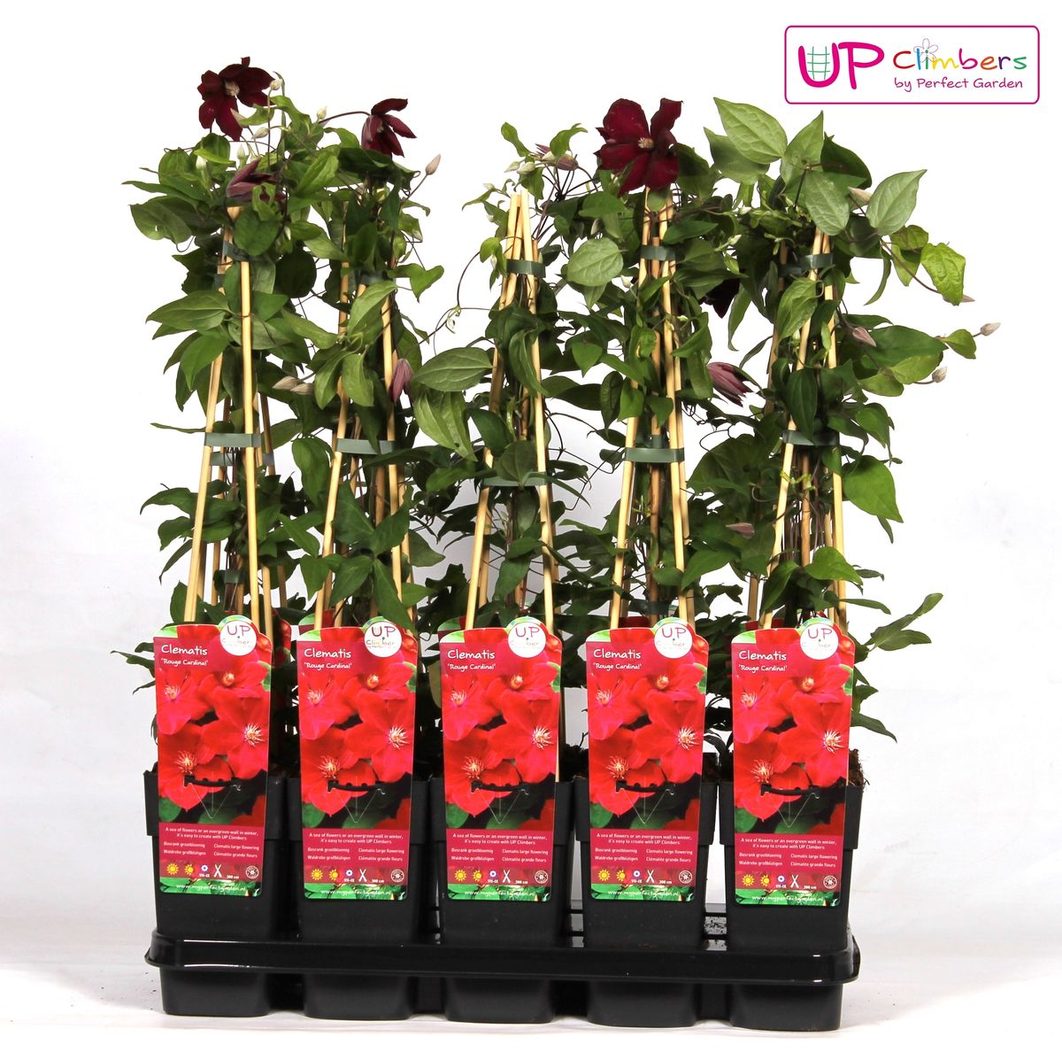 Clematis 'Hagley Hybrid' (Waldrebe) – Ø15 cm, 65 cm hoch