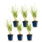 Calamagrostis 'Karl Foerster' (struisriet) – 6 planten, Ø11 cm, 15–25 cm hoog