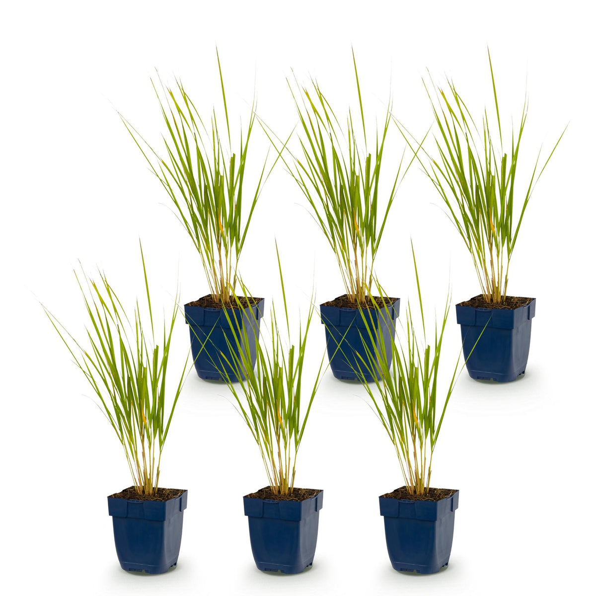 Calamagrostis 'Karl Foerster' (struisriet) – 6 planten, Ø11 cm, 15–25 cm hoog – foto 2