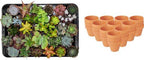 30× Vetplanten – Ø8 cm, 5–10 cm hoog