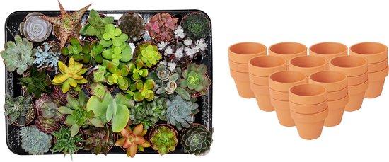 30× Vetplanten – Ø8 cm, 5–10 cm hoog