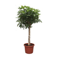 Schefflera arboricola Compacta boom (Dracaena) – Ø35 cm, 180 cm hoog