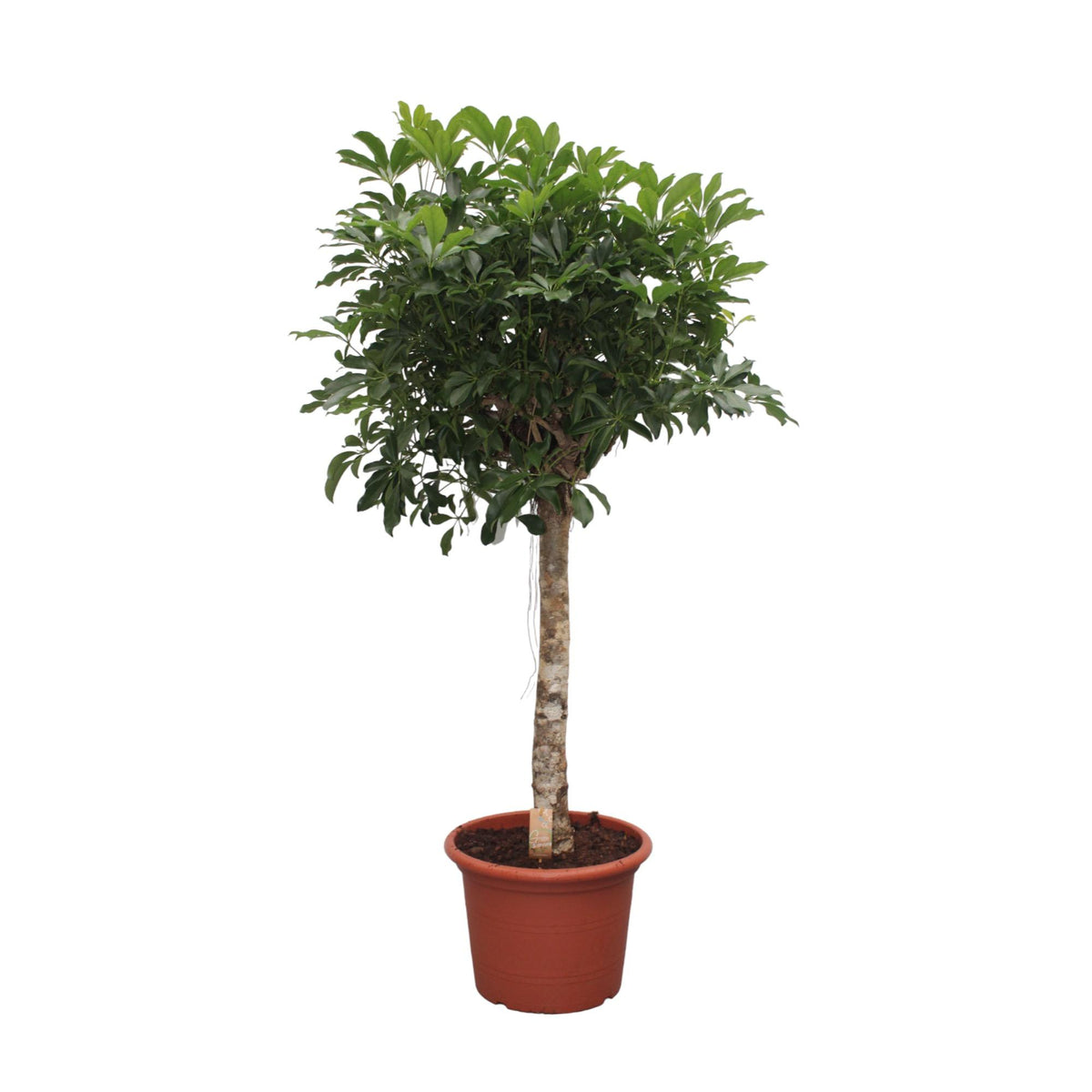 Schefflera arboricola Compacta boom (Dracaena) – Ø35 cm, 180 cm hoog