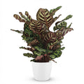 Calathea makoyana i Potter-pyntepotte hvid – Ø19 cm, 70 cm høj