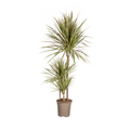 Dracaena marginata Bicolor (arbre dragonnier) – Ø21 cm, 110–130 cm de haut
