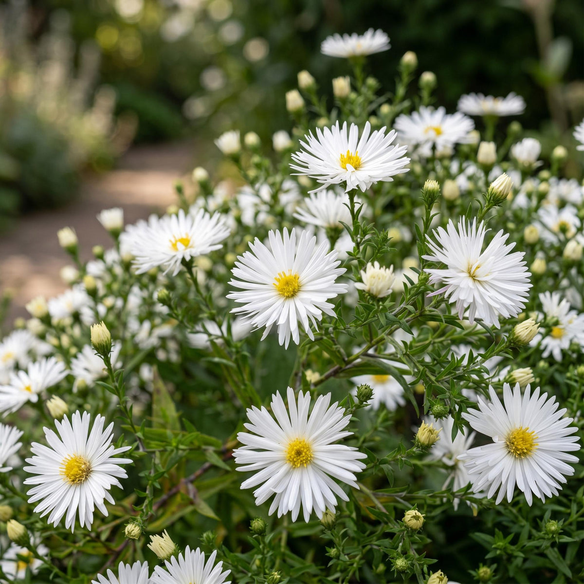 Aster 'Schneekissen' – weiß – 12 Pflanzen, Ø11 cm, 15–25 cm hoch – Bild 5