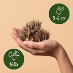 Mélange de ranoncules – 160 bulbes (taille 5/6)