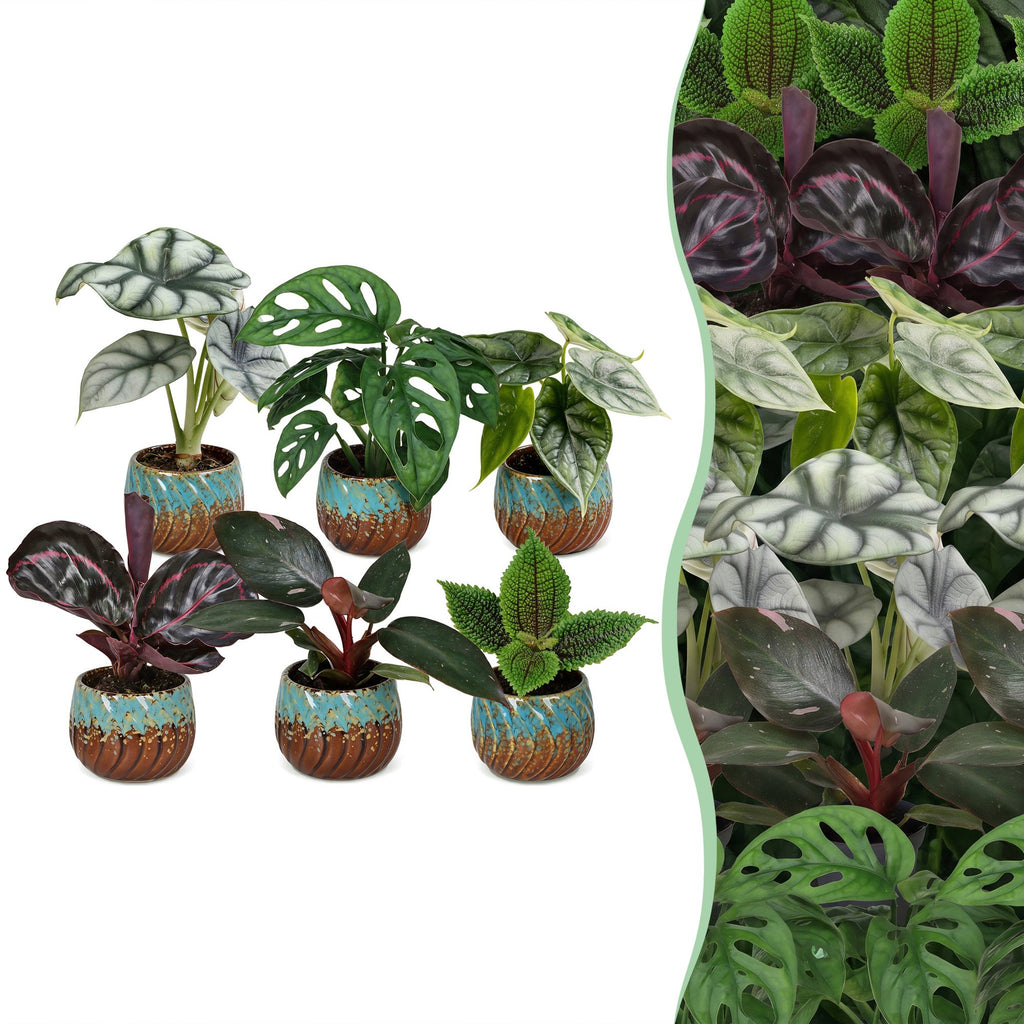 6× Jungpflanzen Dschungel-Mix inkl. Copper Reef – Ø6 cm, 10–15 cm hoch