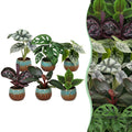 6× Jungpflanzen Dschungel-Mix inkl. Copper Reef – Ø6 cm, 10–15 cm hoch
