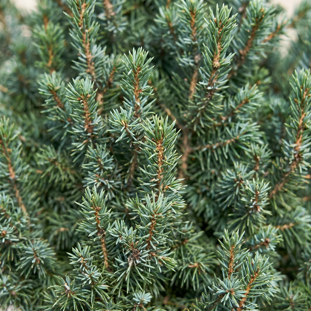 Picea glauca Sander's Blue (petit sapin de Noël) – Ø23 cm, 60 cm de haut