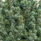 Picea glauca Sander's Blue (petit sapin de Noël) – Ø23 cm, 60 cm de haut
