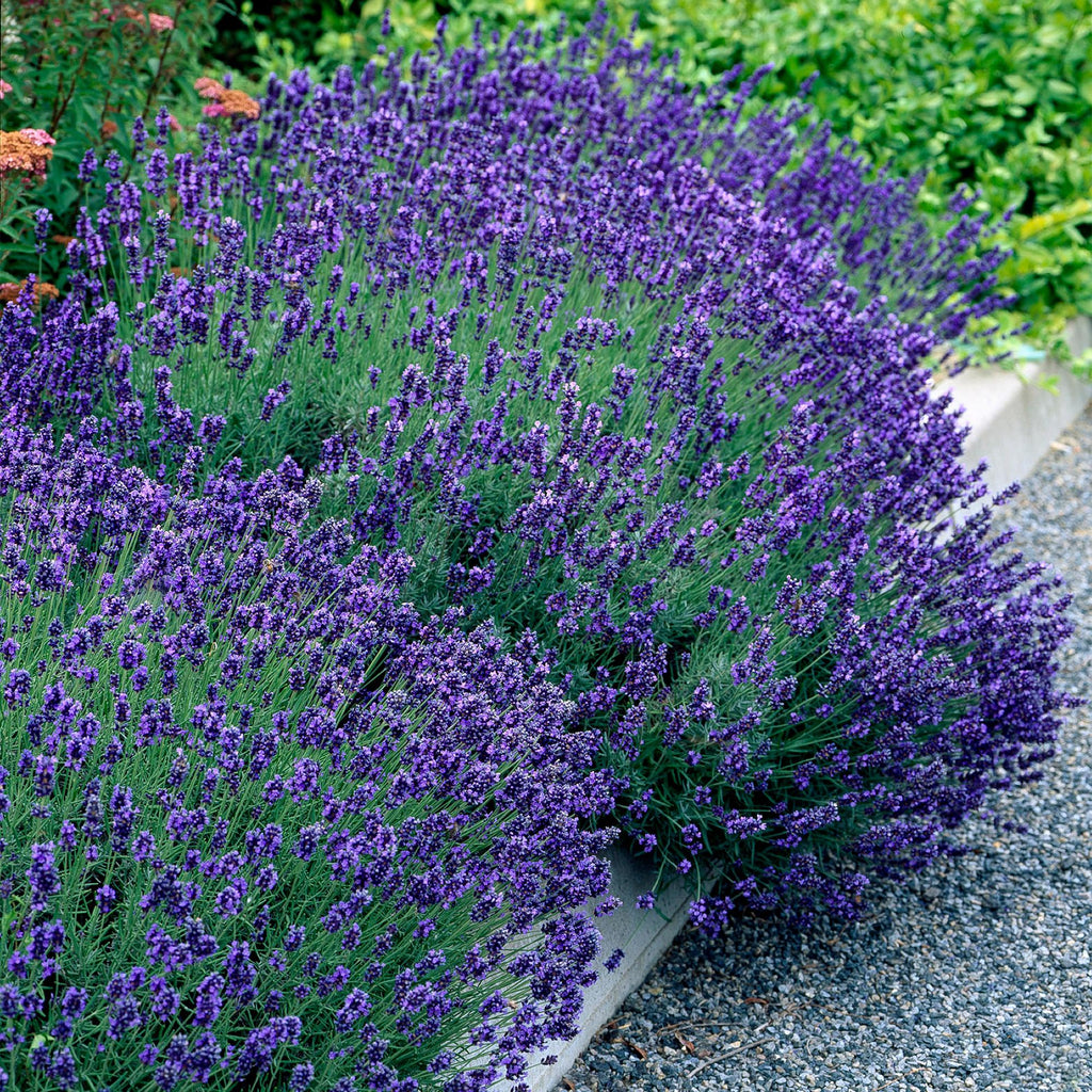Lavandula angustifolia 'Hidcote' (lavande) – violet – 18 plants, Ø12 cm, 15–25 cm de haut – photo 5