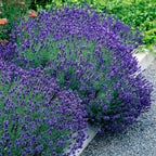 Lavandula angustifolia 'Hidcote' (lavande) – violet – 18 plants, Ø12 cm, 15–25 cm de haut