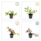 Persicaria aff. 'Darjeeling Red' (knotweed) – 6 plants, Ø9 cm, 10–25 cm high