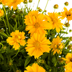 Coreopsis grandiflora (mælkebøtte) – Ø19 cm, 50–60 cm høj