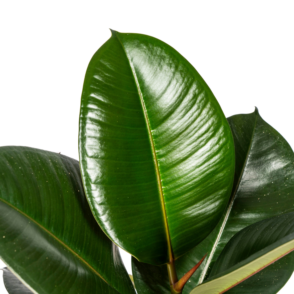 Ficus elastica Robusta (rubberplant) – Ø17 cm, 50–60 cm hoog