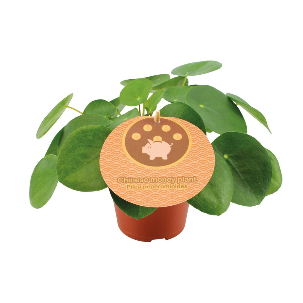 Pilea peperomioides (pannenkoekplant) – Ø12 cm, 20 cm hoog – art. 13044