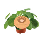 Pilea peperomioides (pannenkoekplant) – Ø12 cm, 20 cm hoog – art. 13044