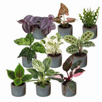 9× overraskelsesæske med stueplanter inkl. Linnea Misty Blue – Ø6 cm, 5–15 cm høj