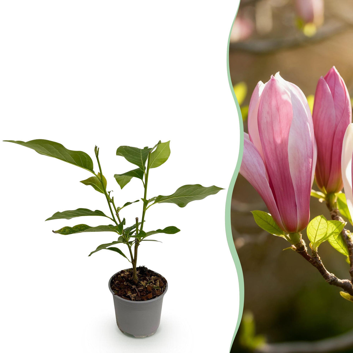 Magnolia 'Ricki' – rouge – Ø12 cm, 30 cm de haut